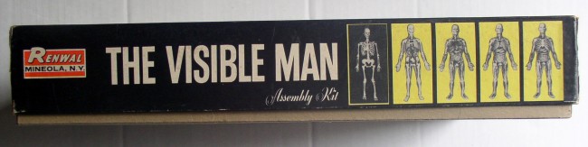 Visible Man 4