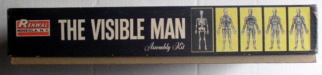 Visible Man 5